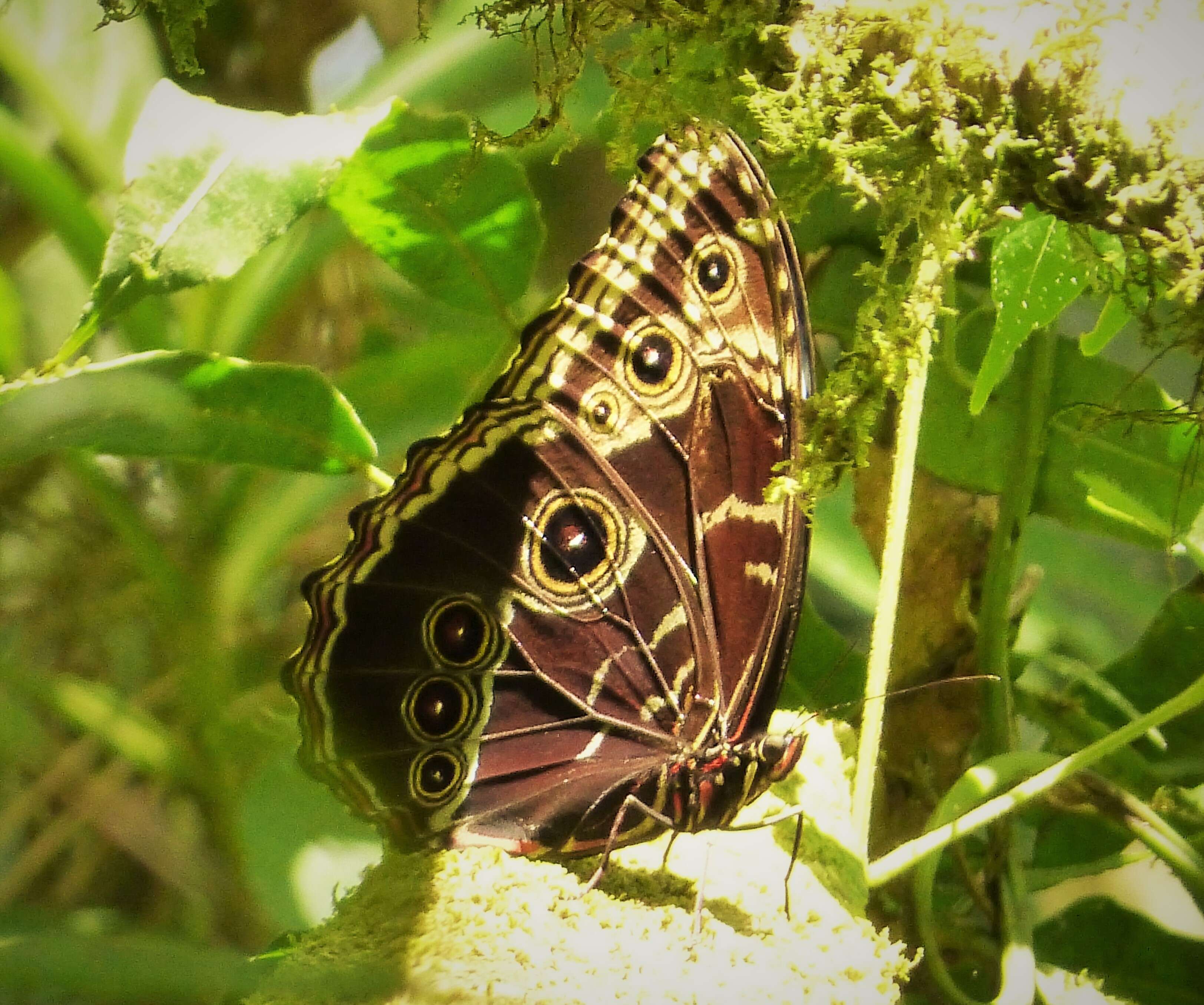 Image of Morpho deidamia Hübner 1816