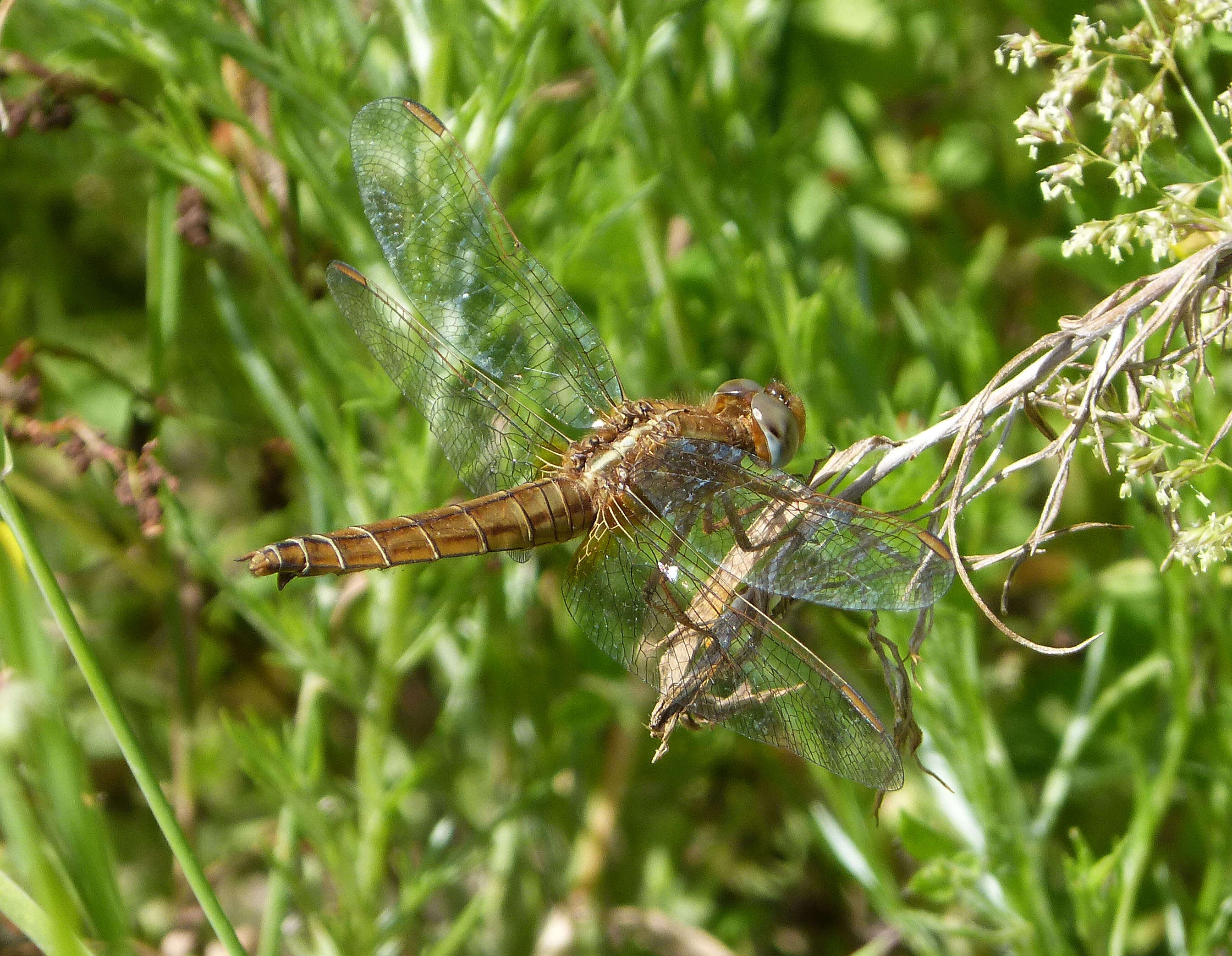 Image of Broad Scarlet