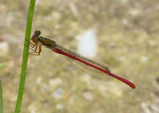 Image of small red damselfly