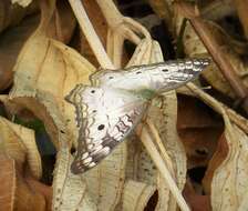 Image of White Peacock