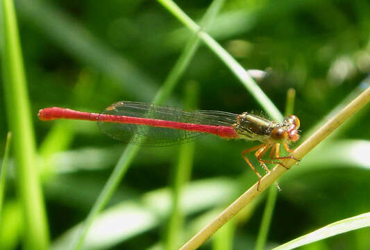 Image of small red damselfly