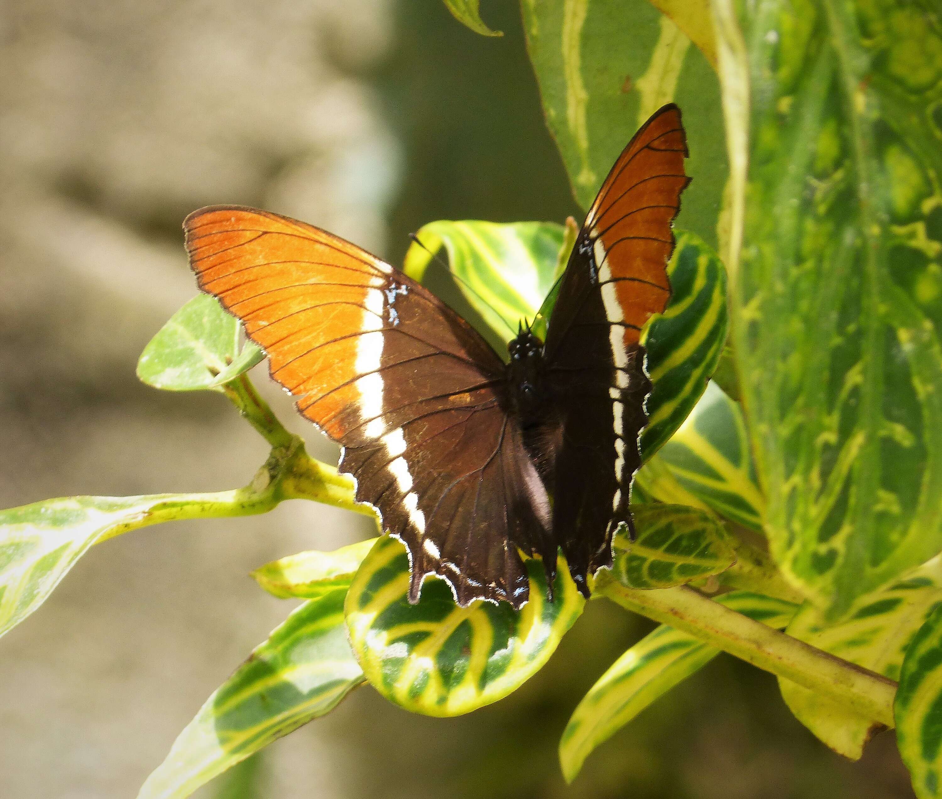 Image de Siproeta epaphus