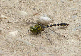 Image of Green-eyed Hooktail