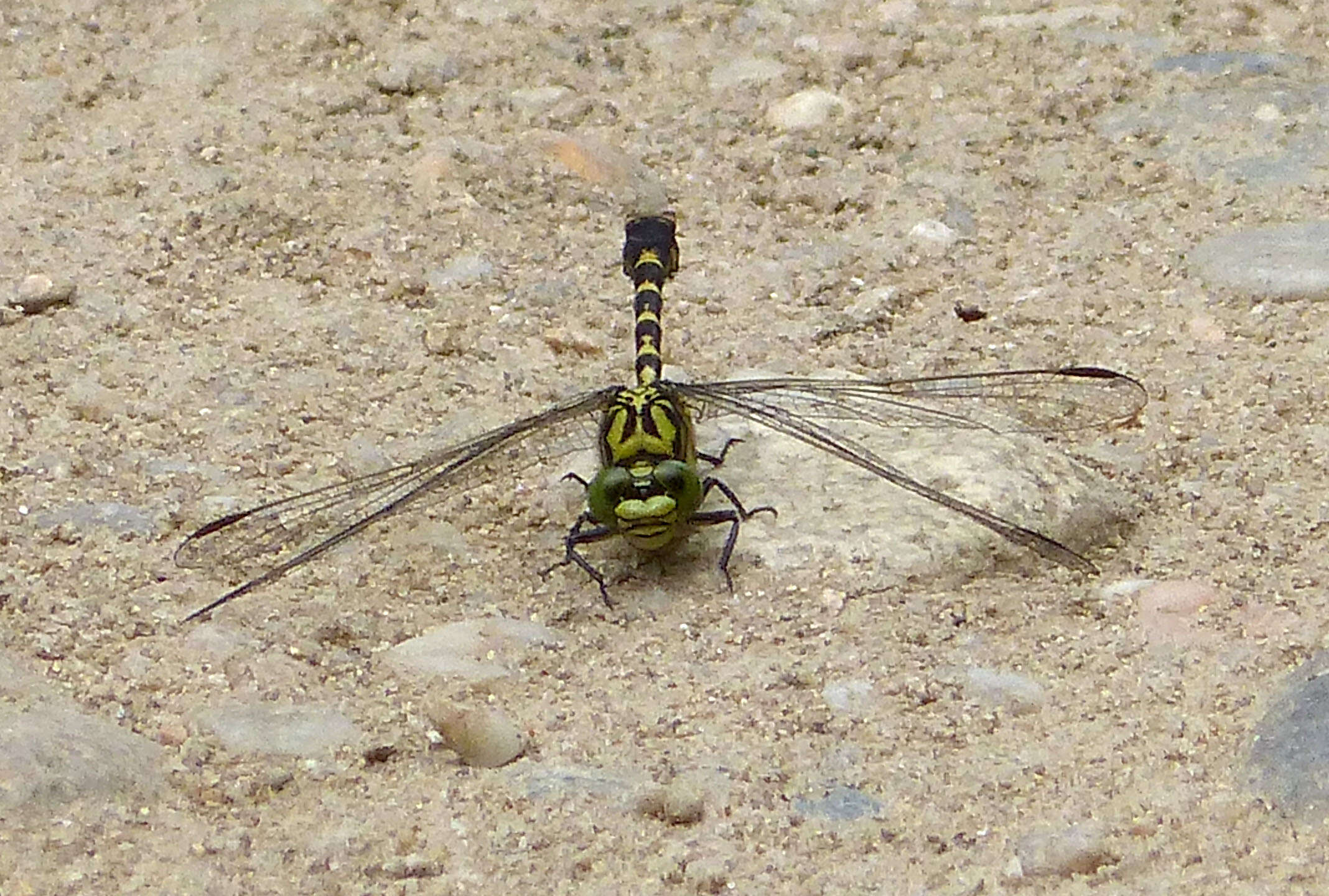 Image of Green-eyed Hooktail