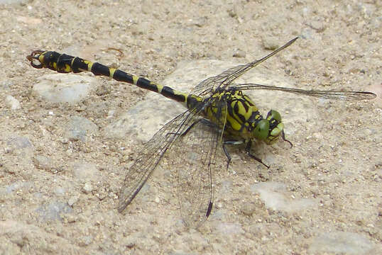 Image of Green-eyed Hooktail