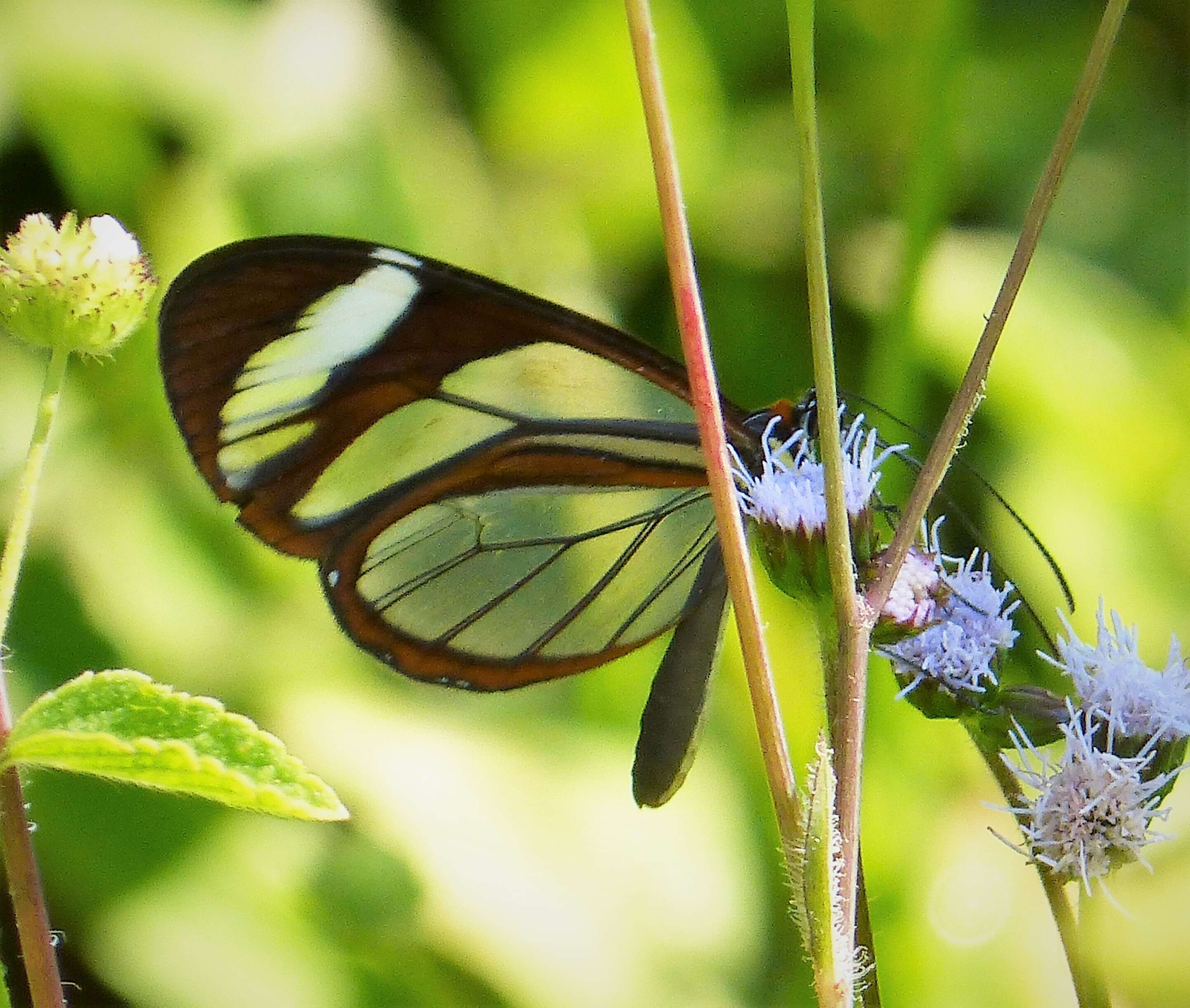 Image of Glass Wing