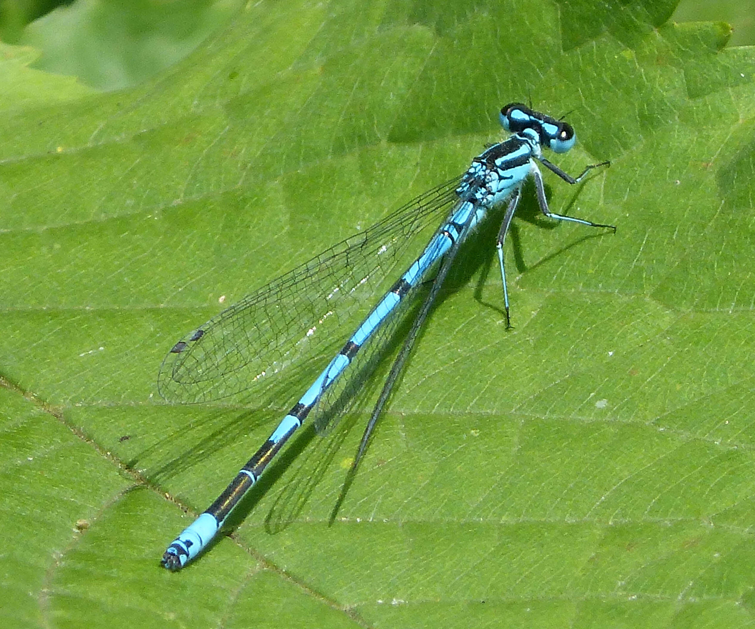 Imagem de Coenagrion puella (Linnaeus 1758)