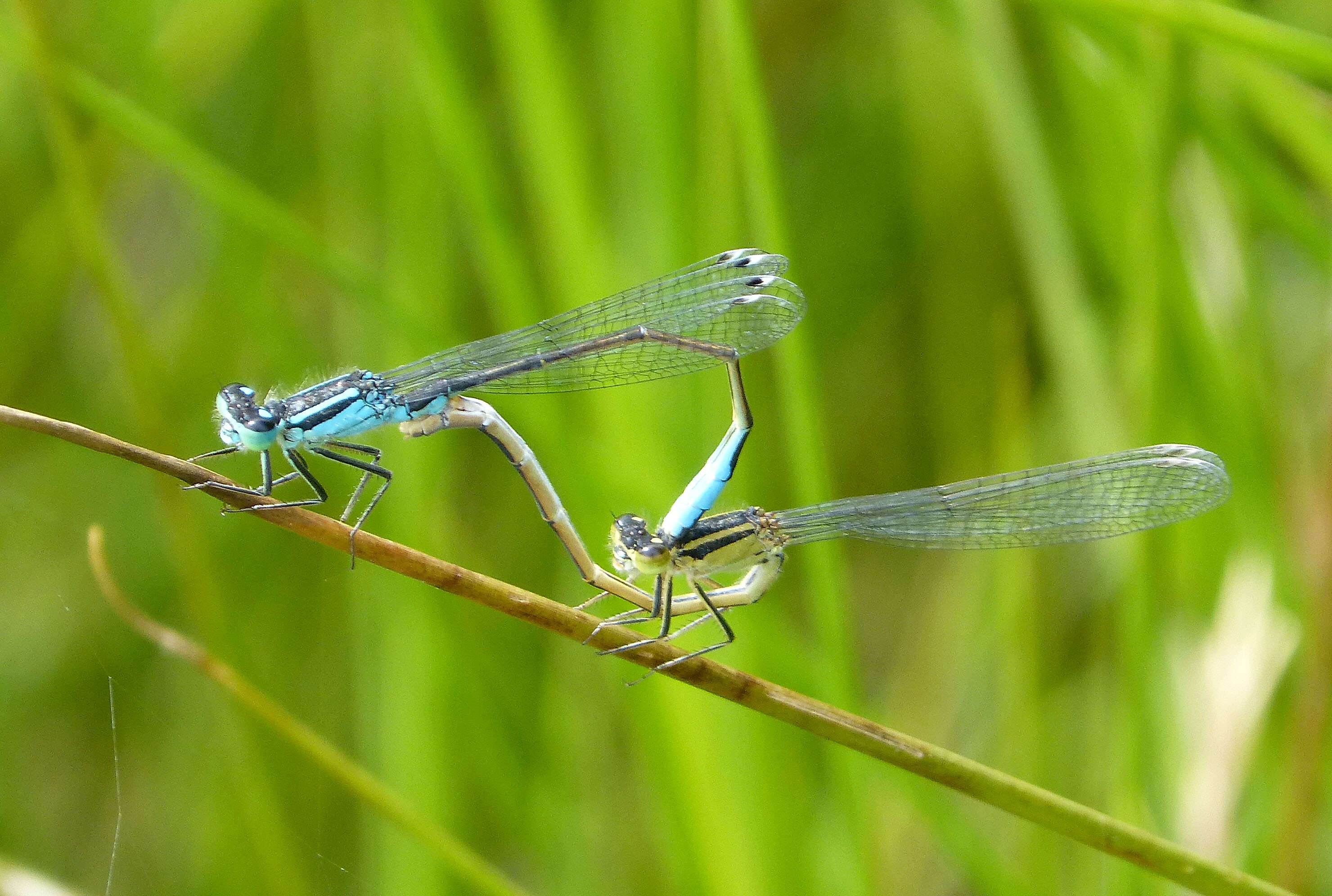 Imagem de Ischnura elegans (Vander Linden 1820)