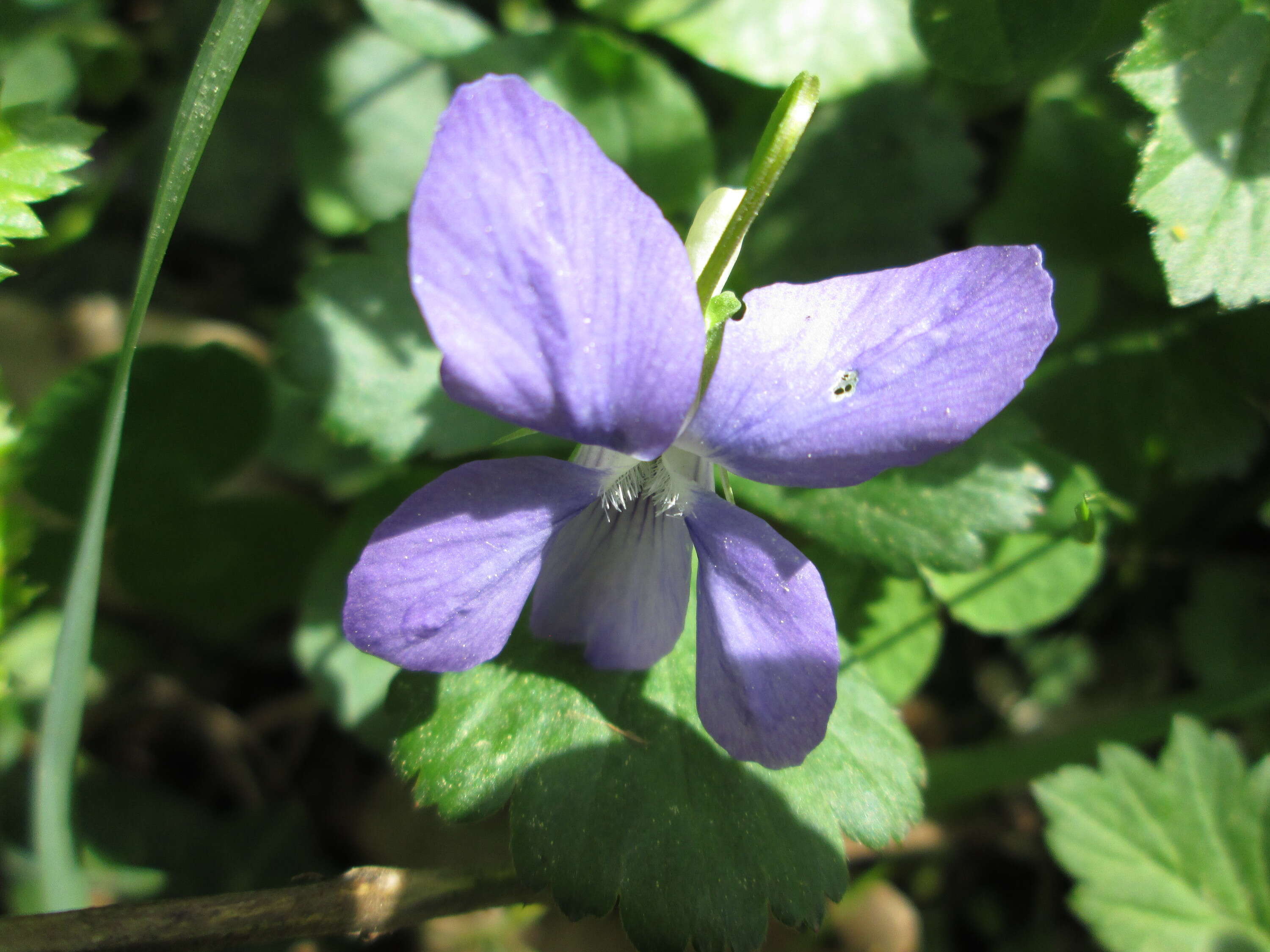 Image of common dog-violet