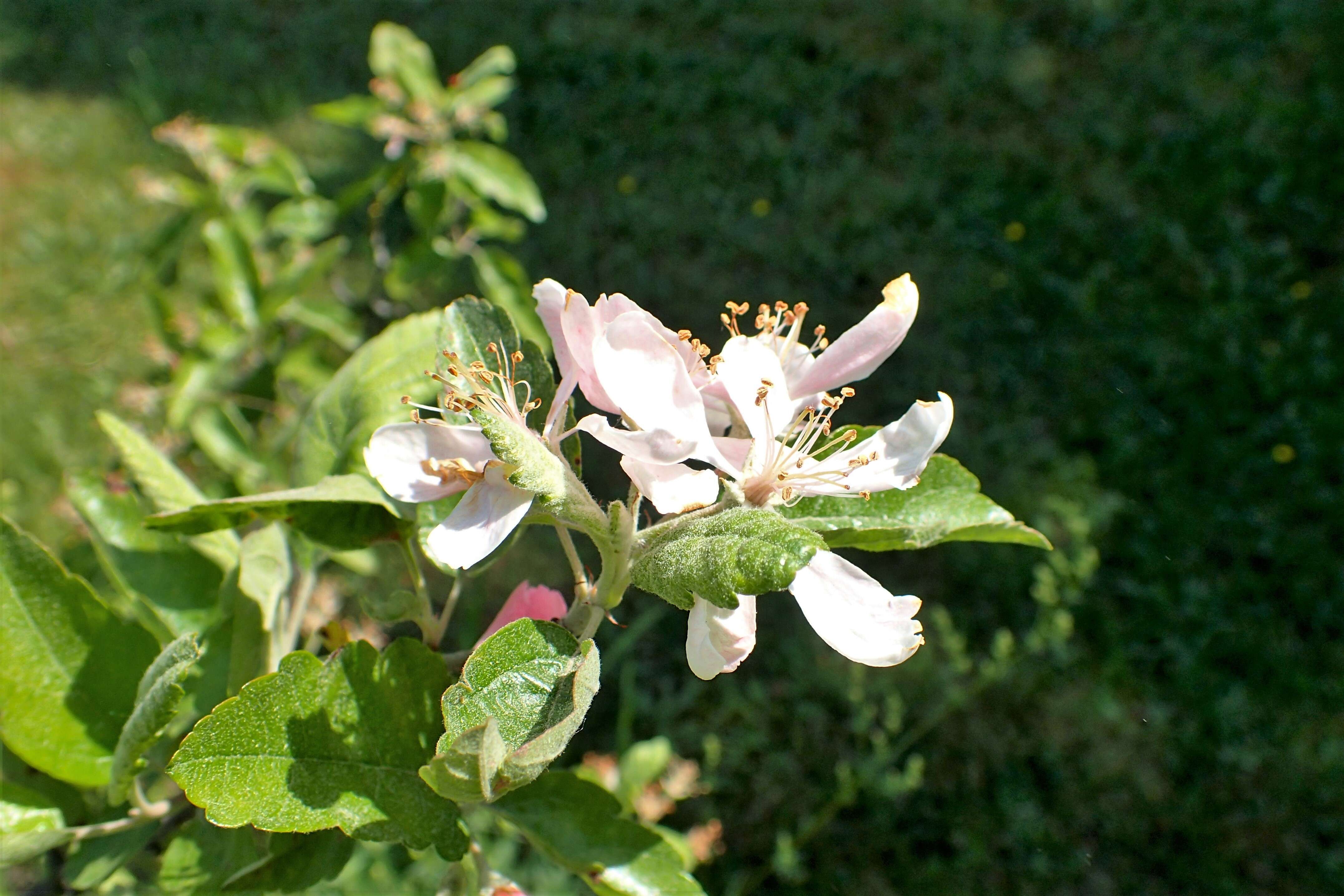 Image of prairie crab apple