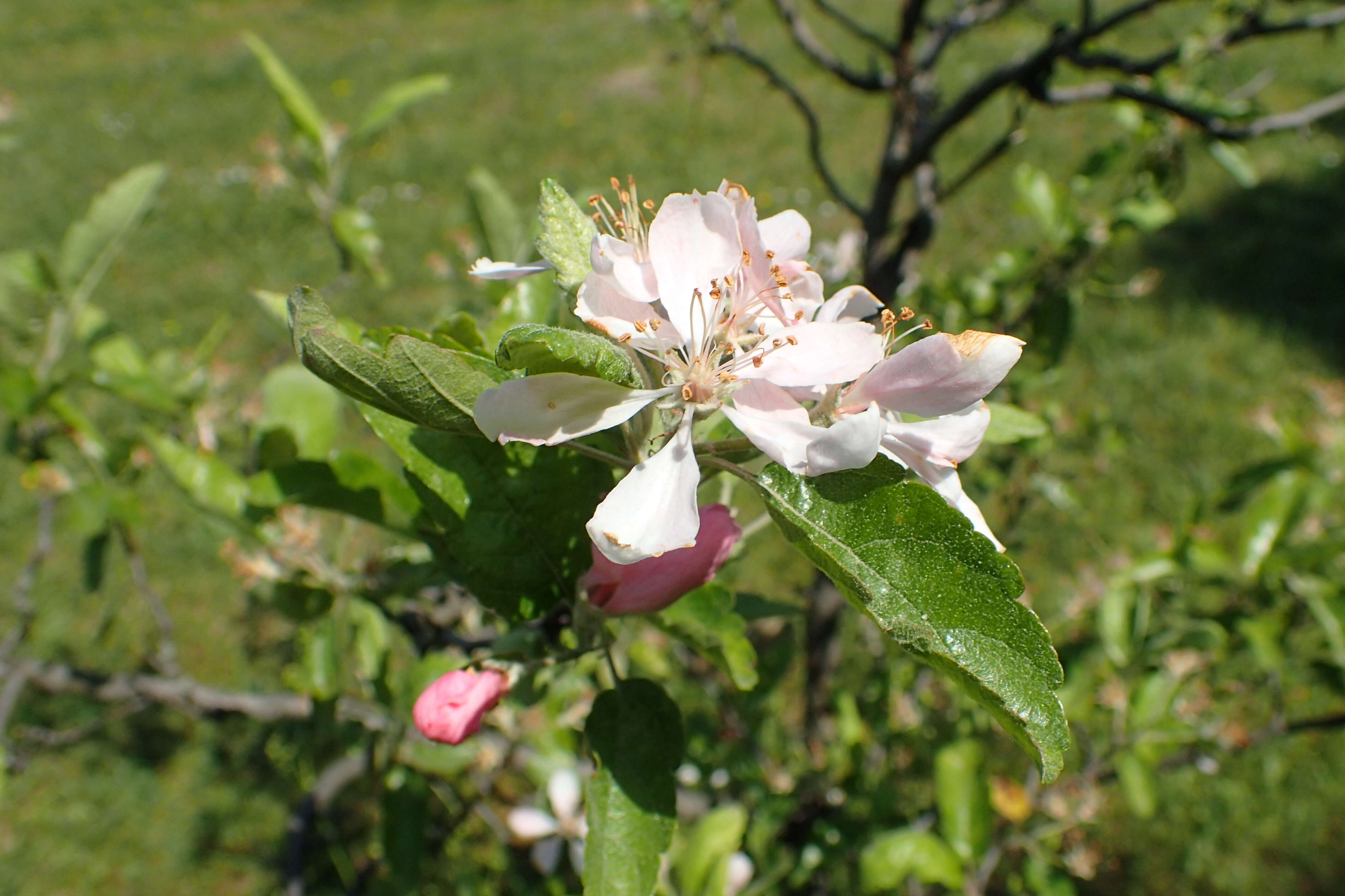 Image of prairie crab apple