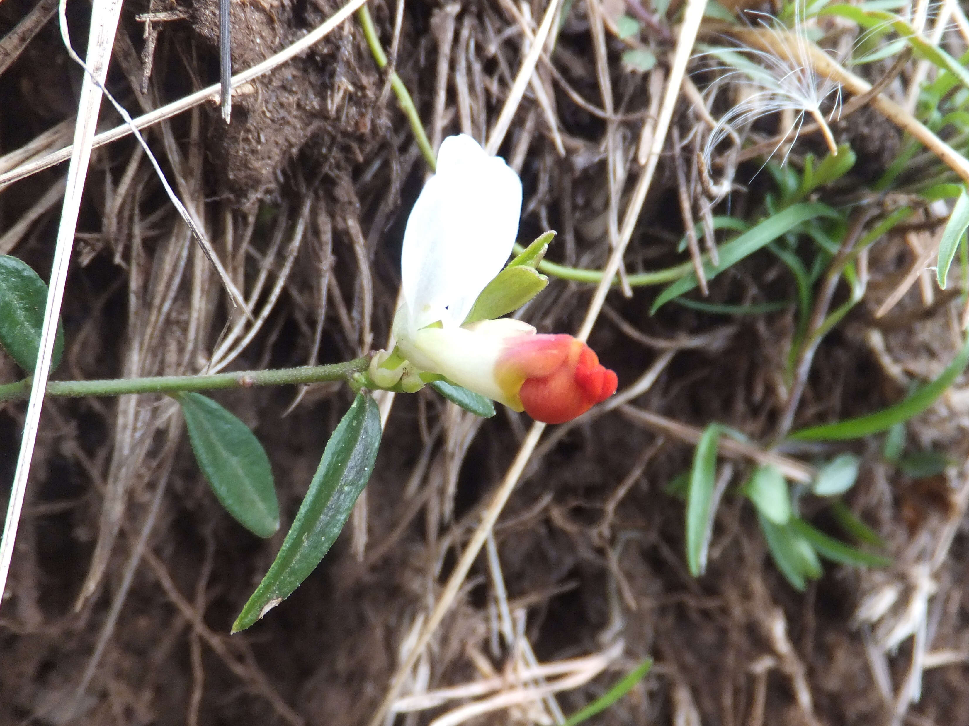 Image of shrubby milkwort