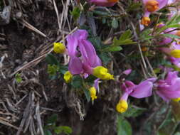 Image of shrubby milkwort