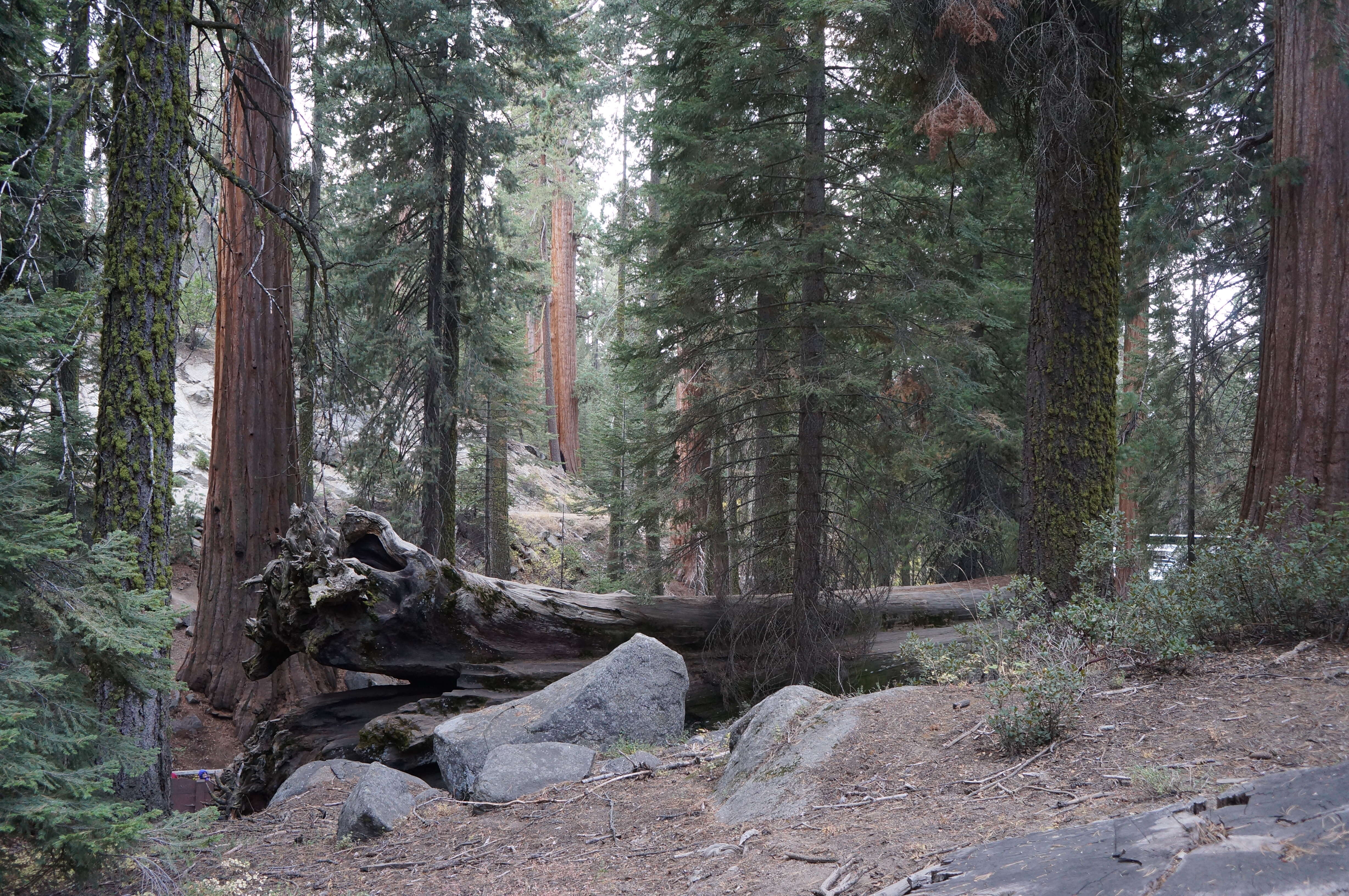 Image of giant sequoia