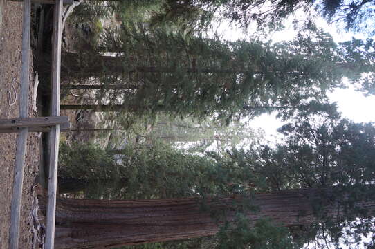 Image of giant sequoia