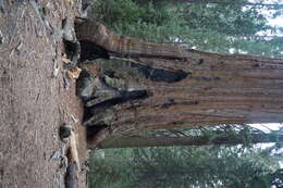 Image of giant sequoia