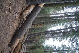 Image of giant sequoia