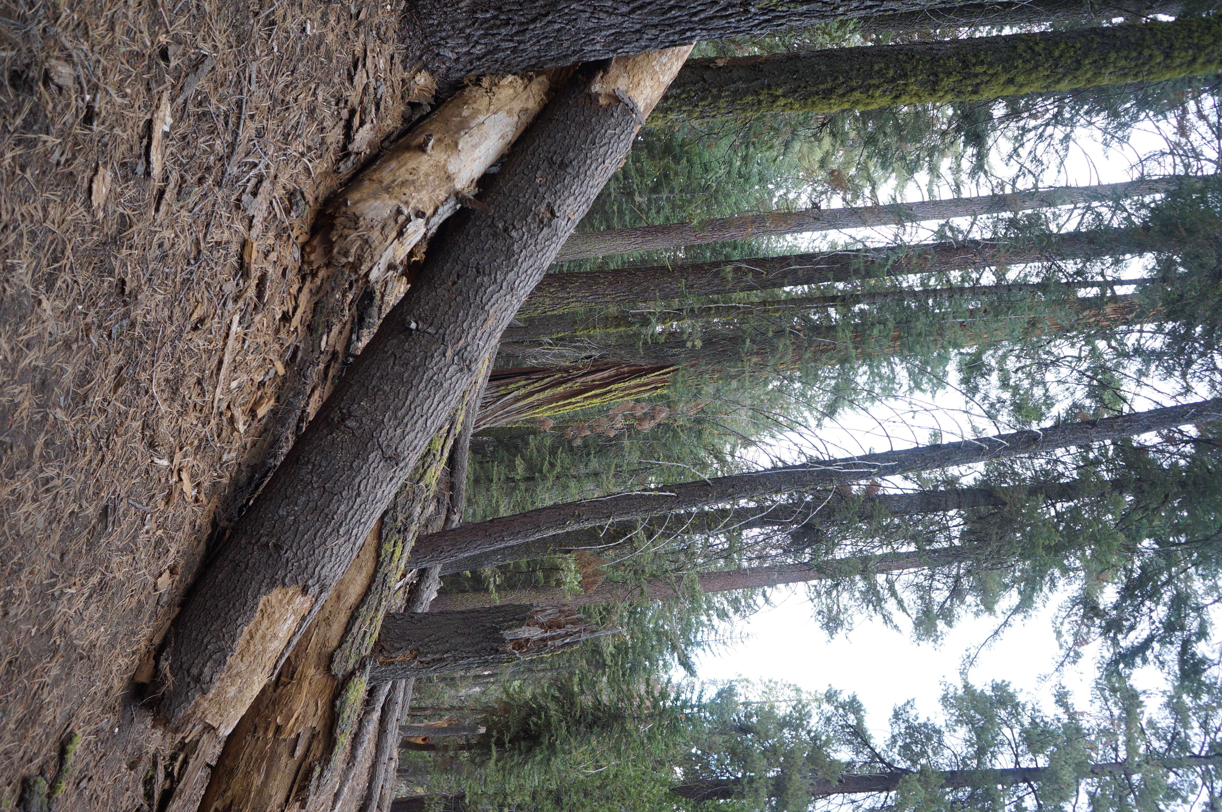 Слика од Sequoiadendron