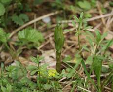 Image of Yellow Loosestrife