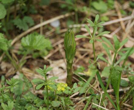 Image of Yellow Loosestrife