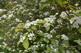 Image of Crataegus coccinea L.