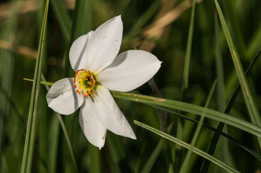 Image of Pheasant's-eye narcissus