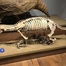 Imagem de Pronothrotherium Ameghino 1907