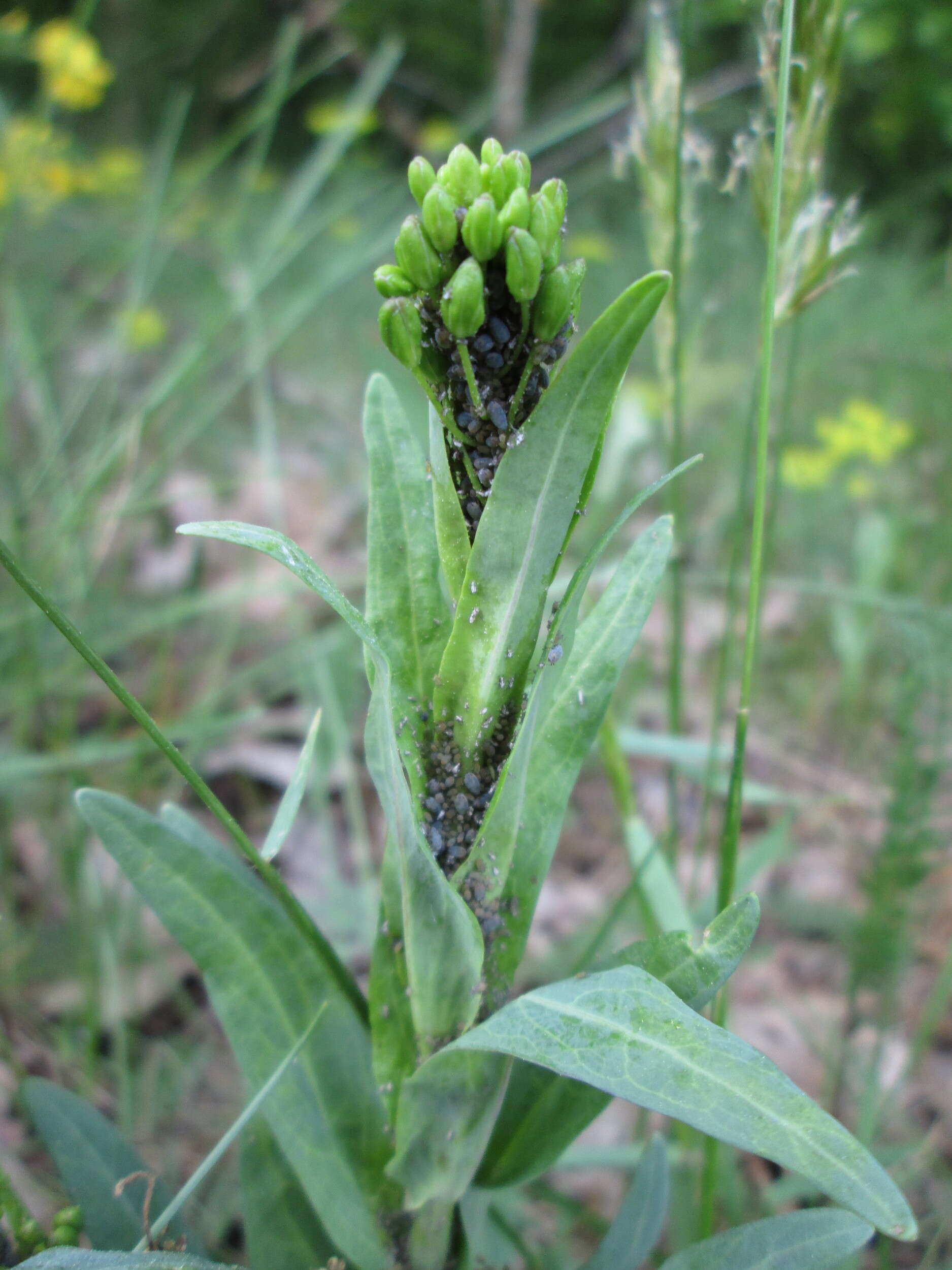 Слика од Turritis glabra