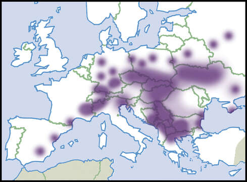 Plancia ëd Aegopinella minor (Stabile 1864)