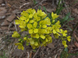 Image of Buckler Mustard