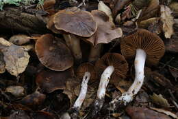 Sivun Cortinarius ohlone Bojantchev 2013 kuva