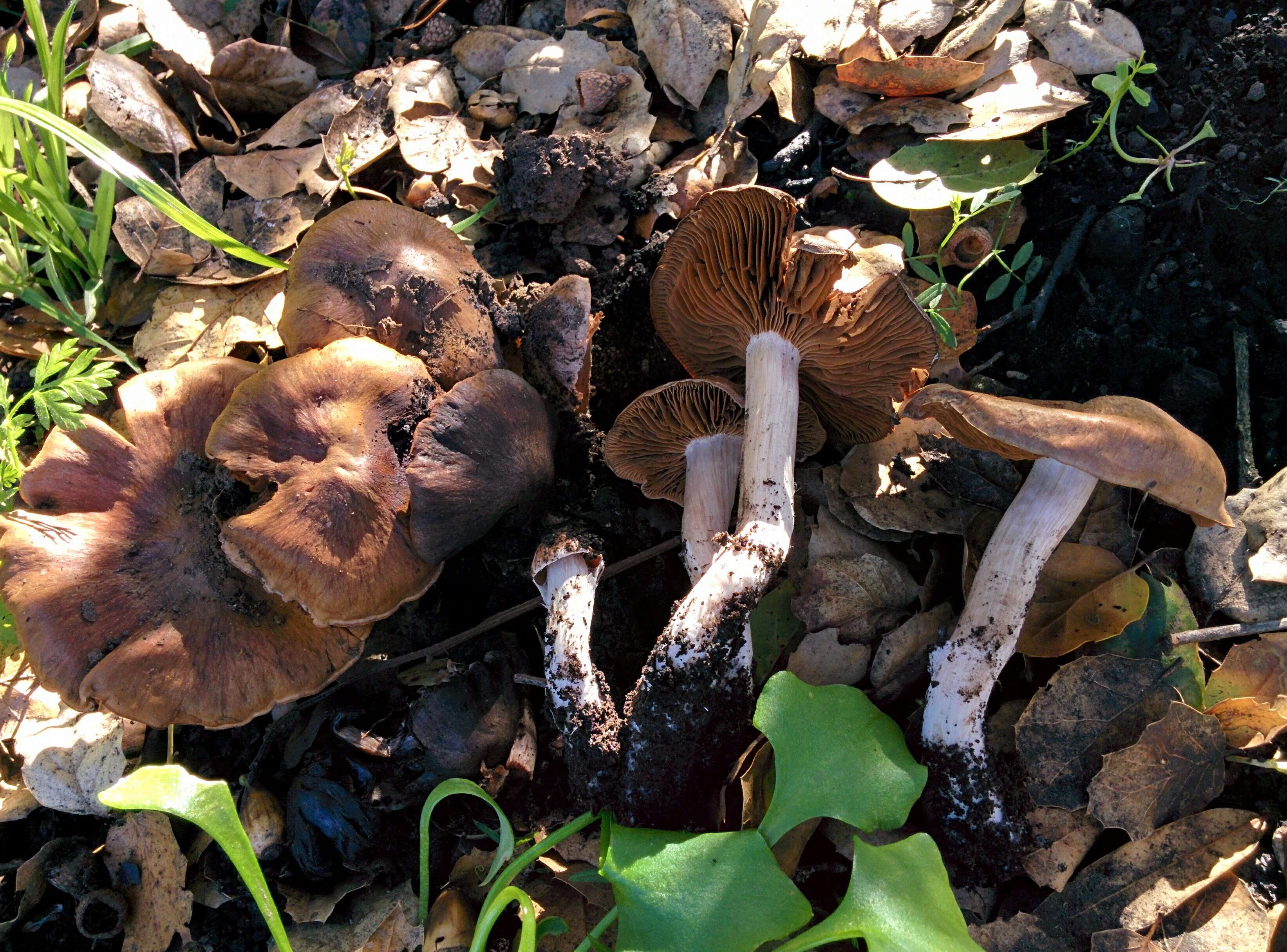 Sivun Cortinarius ohlone Bojantchev 2013 kuva