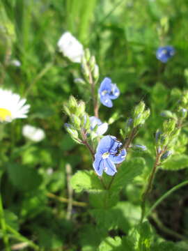 Image of bird's-eye speedwell