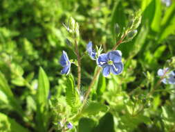 Image of bird's-eye speedwell