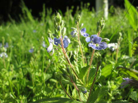 Image of bird's-eye speedwell