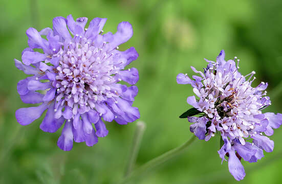 Image of Scabiosa triandra L.