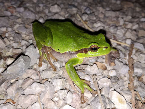 Image of Common tree frog