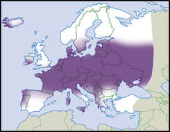 Anisus S. Studer 1820 resmi