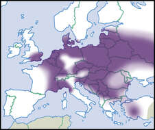 Anisus vorticulus (Troschel 1834) resmi