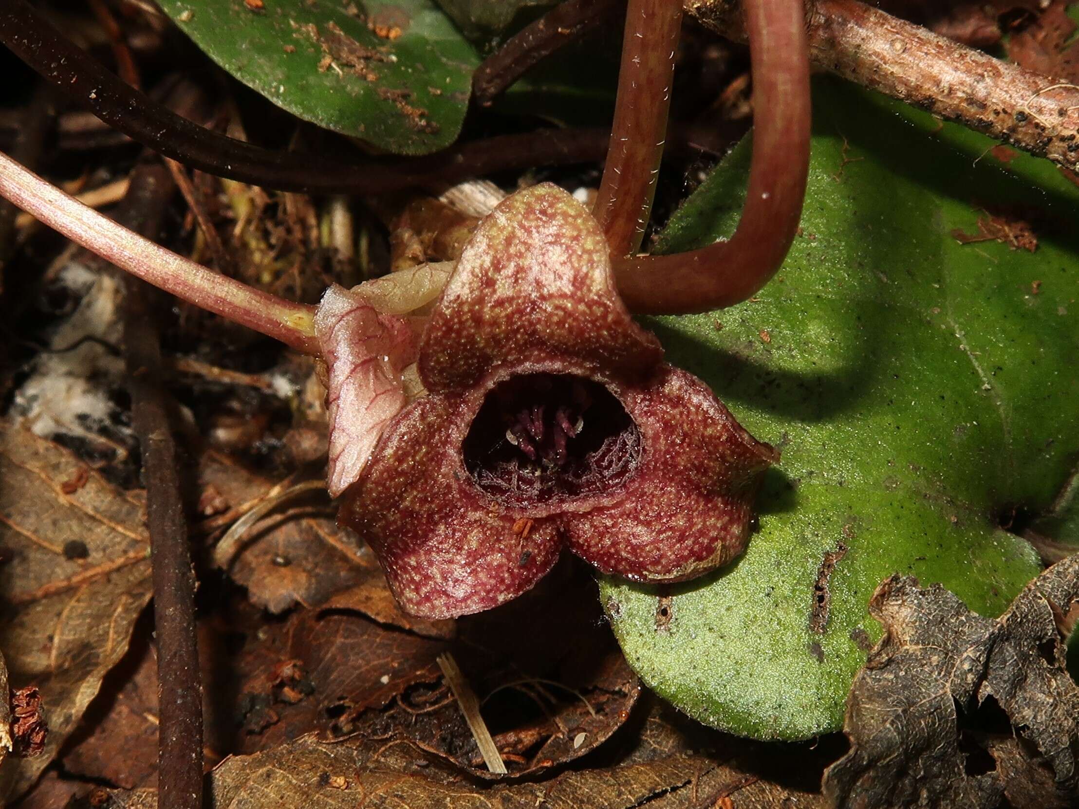 Image of Wild ginger