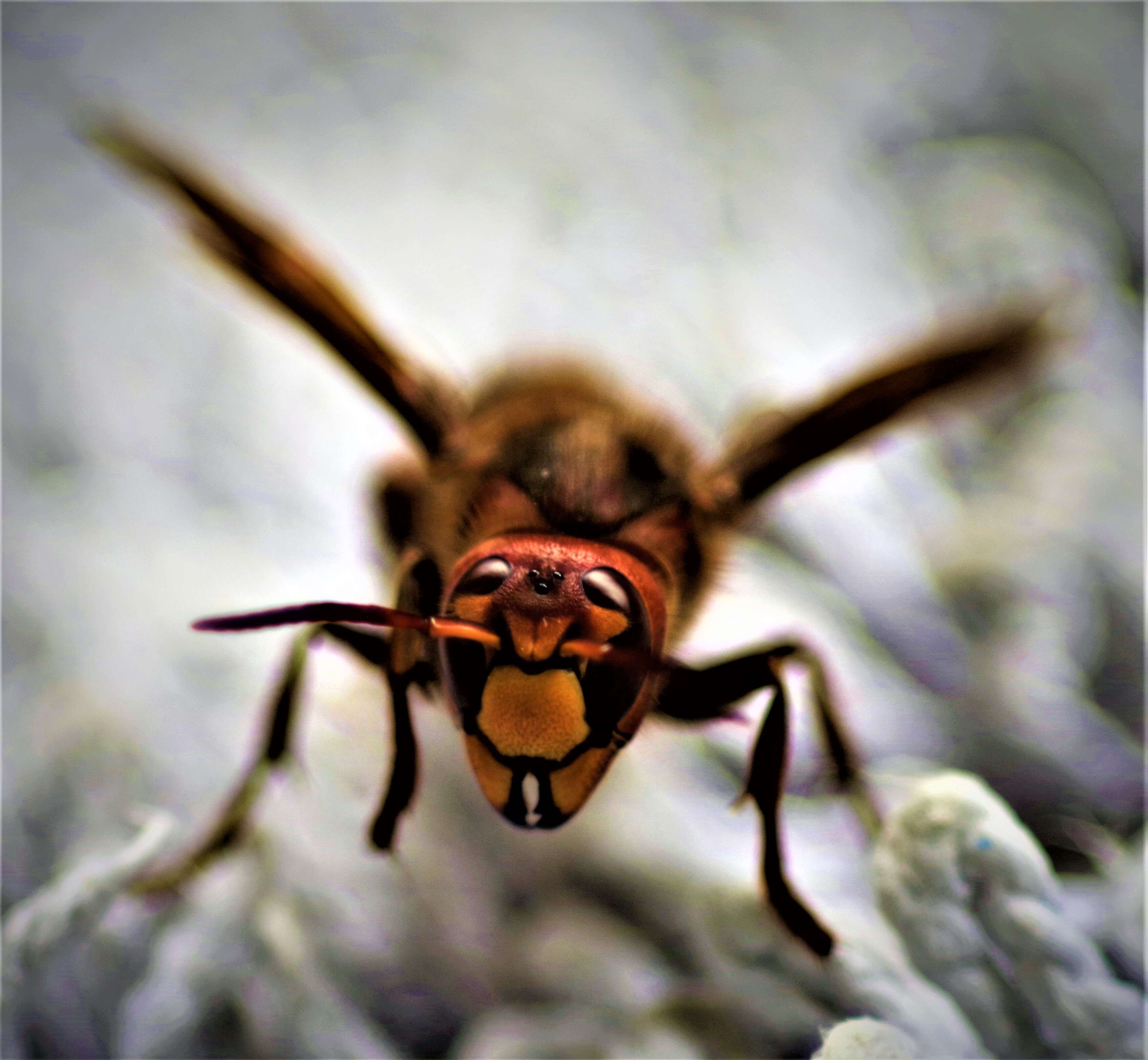 Image of Hornet