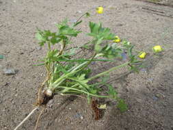 Ranunculus bulbosus L.的圖片