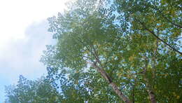 Image of horseradishtree