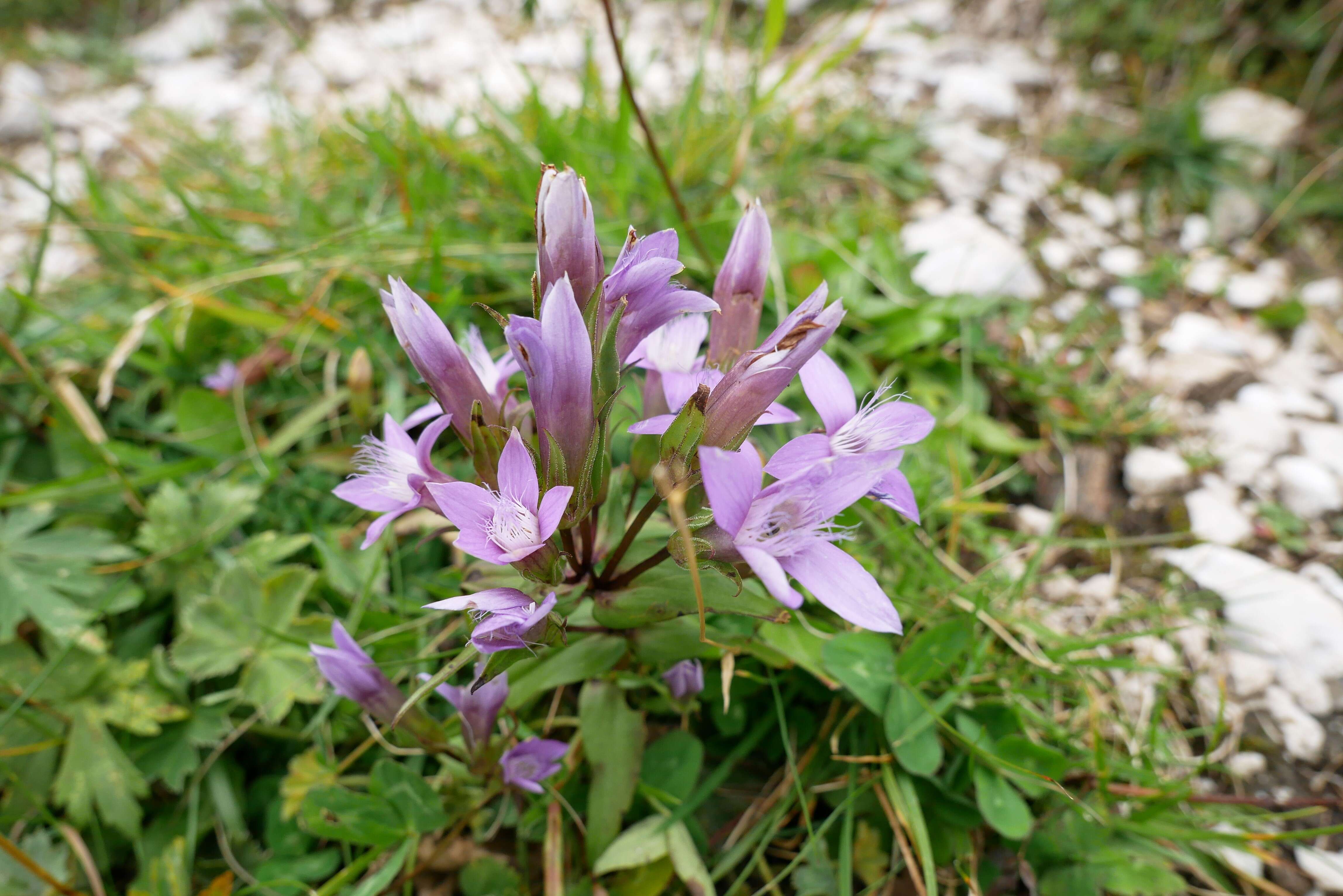 Image of chiltern gentian