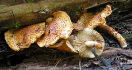 Image of Pholiota adiposa (Batsch) P. Kumm. 1871