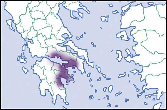 Sivun Candidula lernaea kuva