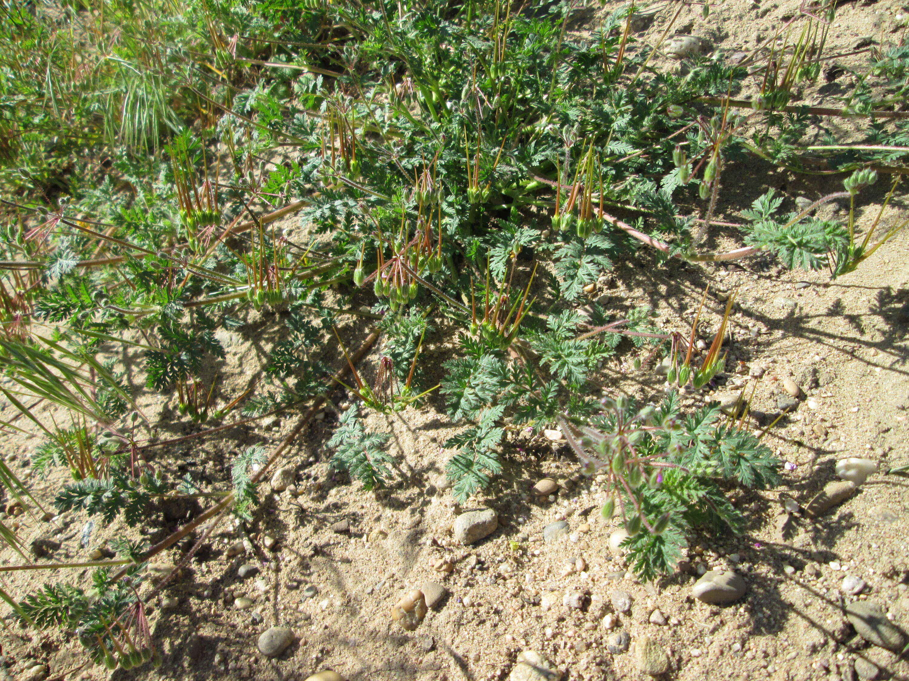 Image of Common Stork's-bill