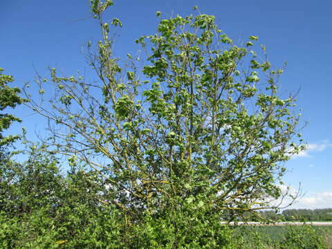 Image of Small-leaved Elm