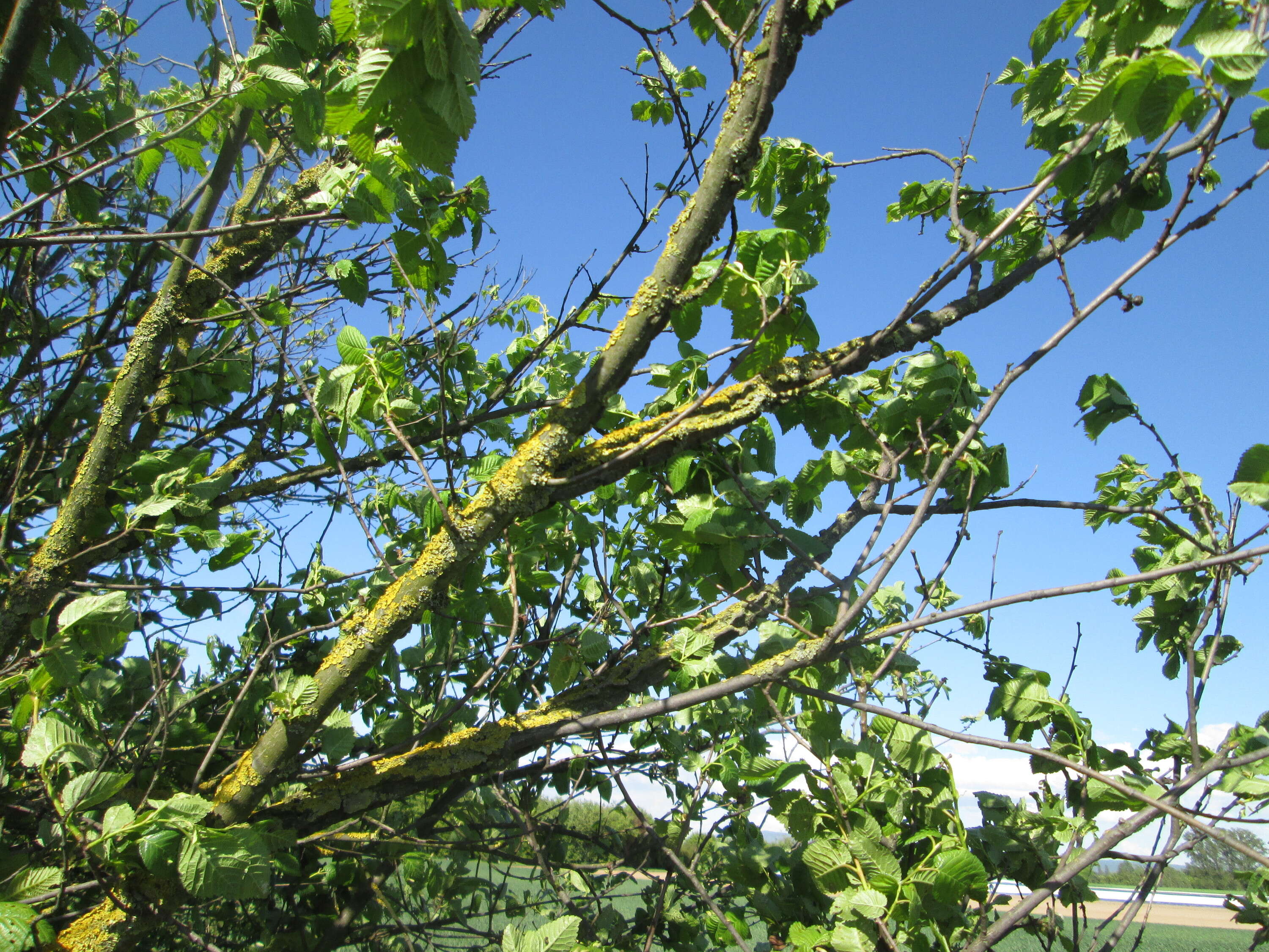 Image of Small-leaved Elm