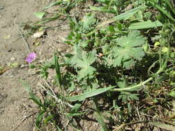 Imagem de Geranium molle L.